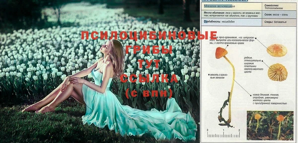 хмурый Белокуриха